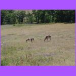 Deer With Mother.jpg